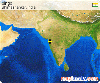 dingo's map homepage