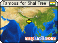 Famous for Shal Tree satellite map