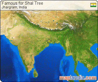 Famous for Shal Tree satellite map